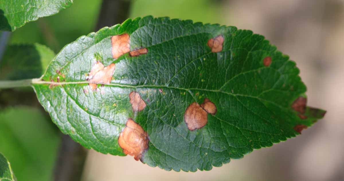 frogeye_spots_apple_leaf.jpg