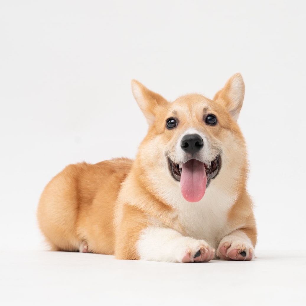 corgi.jpg