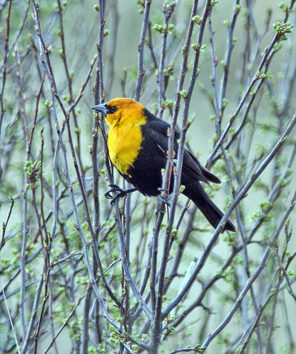 Yellow_Headed_Blackbird_0026_8545.jpg