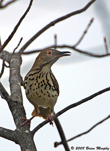 Brown_Thrasher_0014_155421_eyes.jpg