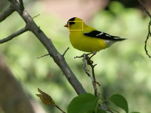 American_Goldfinch_0123_32505_throat.jpg