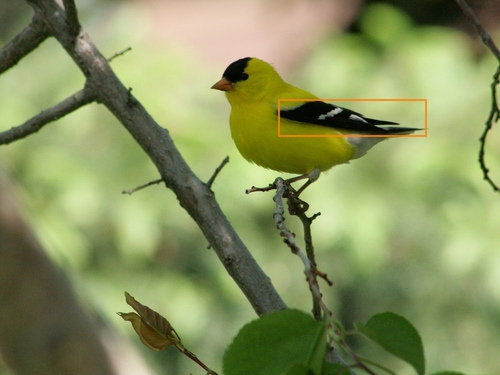 American_Goldfinch_0123_32505_wings.jpg