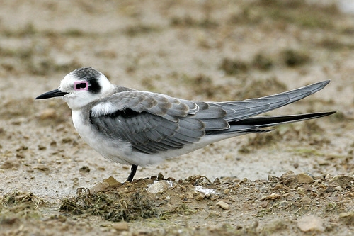 Black_Tern_0101_144331_eyes.jpg