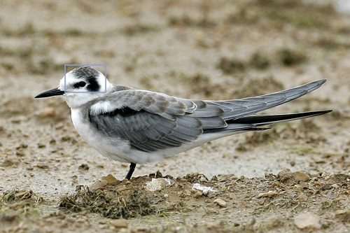 Black_Tern_0101_144331_nape.jpg