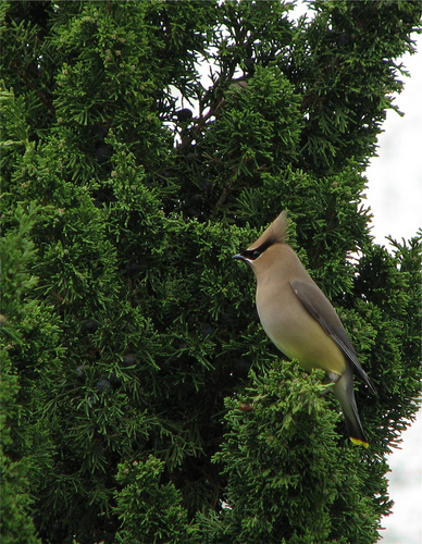 Cedar_Waxwing_0075_179114.jpg