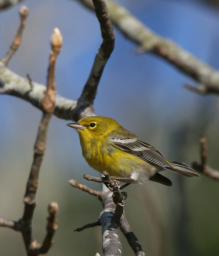 Pine_Warbler_0113_172456.jpg