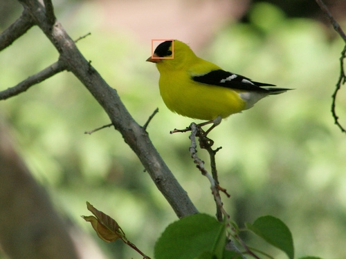 American_Goldfinch_0123_32505_forehead.jpg