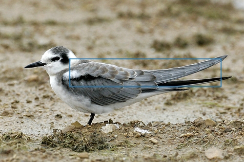 Black_Tern_0101_144331_back.jpg