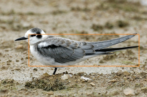 Black_Tern_0101_144331_wings.jpg