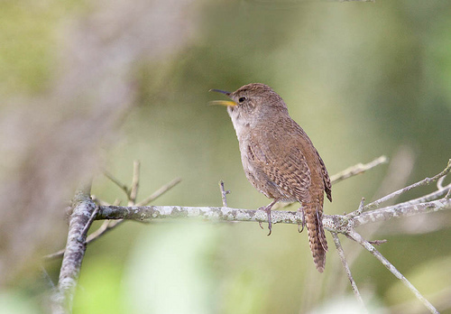 House_Wren_0137_187273.jpg