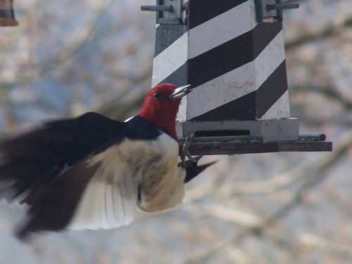 Red_Headed_Woodpecker_0032_182815.jpg