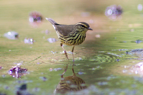 Northern_Waterthrush_0038_177027.jpg