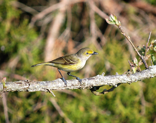 White_Eyed_Vireo_0046_158849.jpg