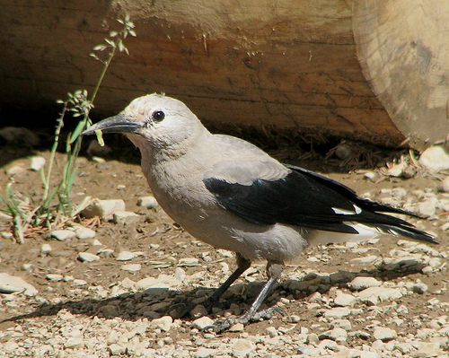 Clark_Nutcracker_0126_85134.jpg