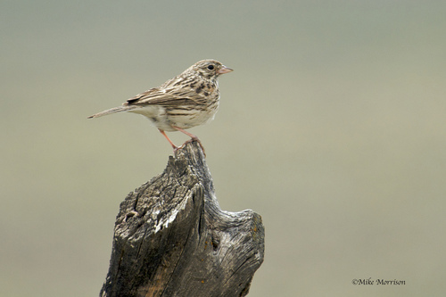 Vesper_Sparrow_0030_125663.jpg