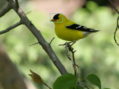 American_Goldfinch_0123_32505_crown.jpg