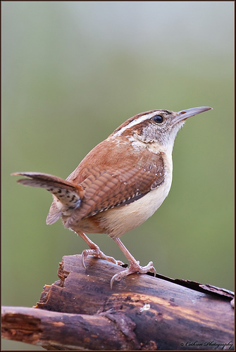 Carolina_Wren_0060_186296.jpg