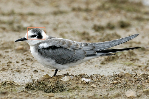 Black_Tern_0101_144331_forehead.jpg