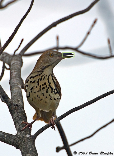 Brown_Thrasher_0014_155421_beak.jpg