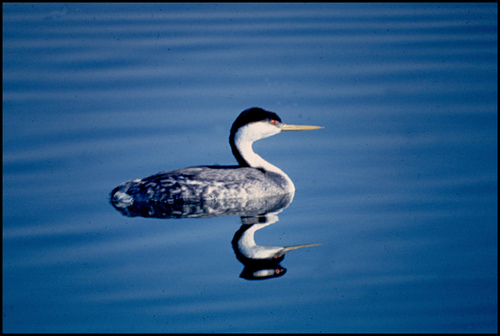 Western_Grebe_0064_36613.jpg