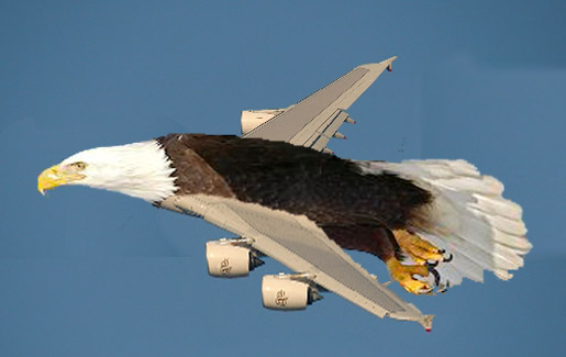 bird_plane_2.jpeg