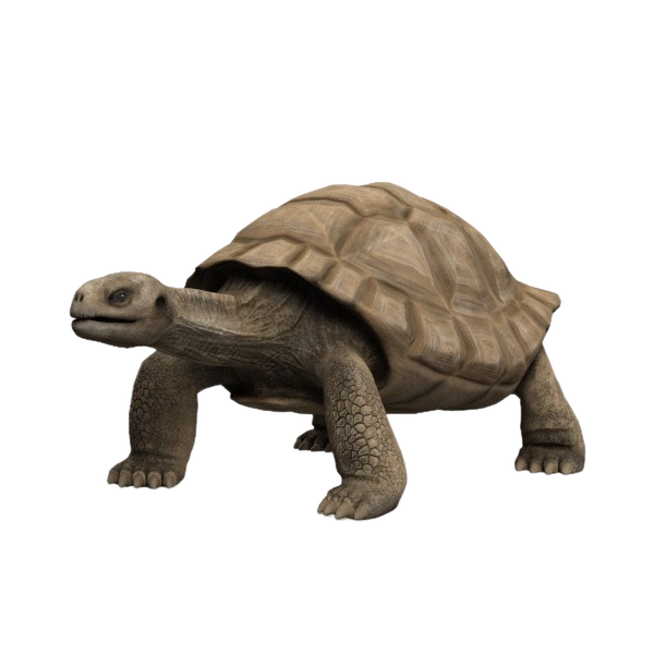 Galapagos_Turtle.png