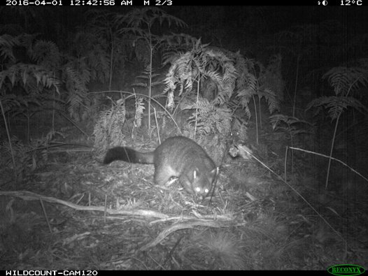 BrushtailPossum.jpg