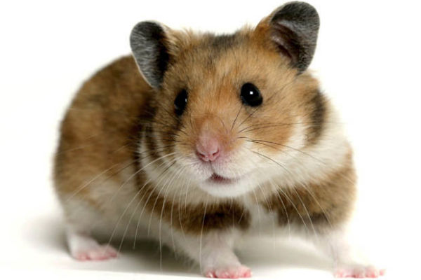 hamster.jpg