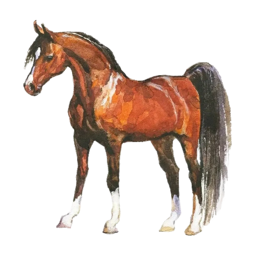 horse.png