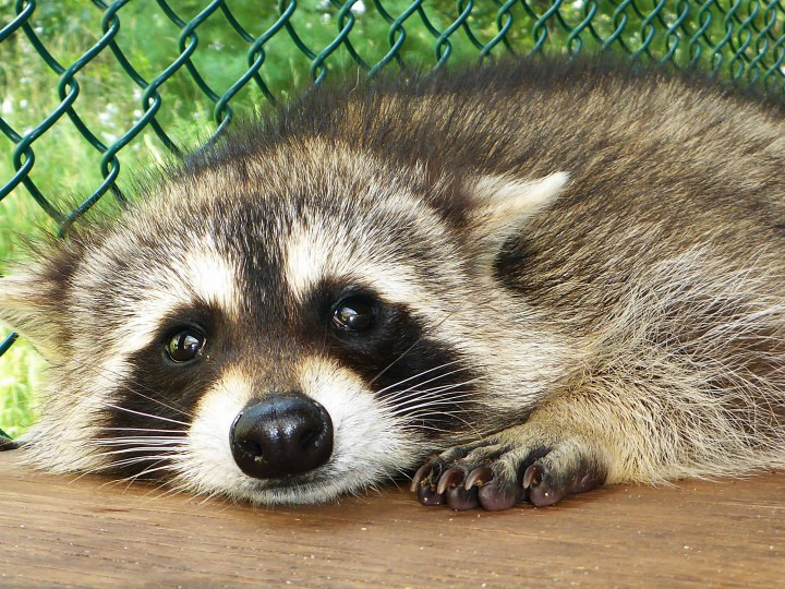 raccoon-20.jpg