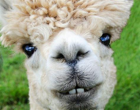 alpaca.jpg