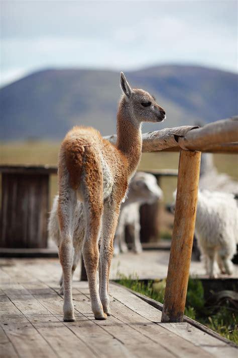 guanaco.jpg