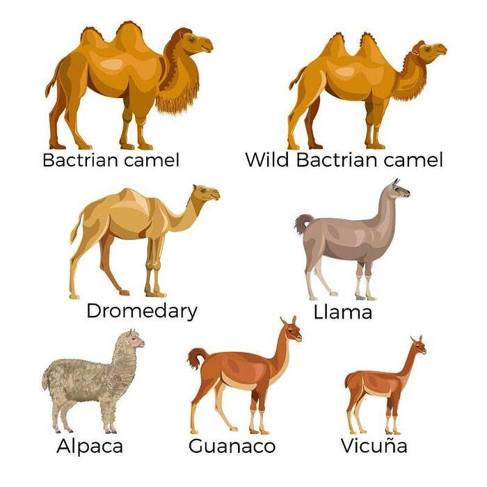 camel.png