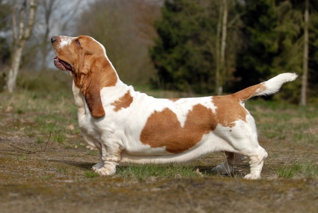 basset_hound2.jpg