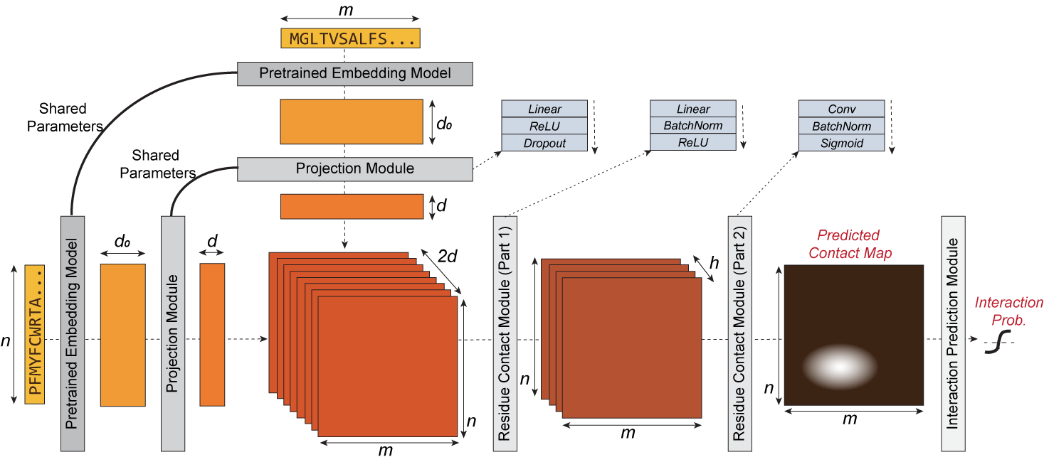 D-SCRIPT Architecture