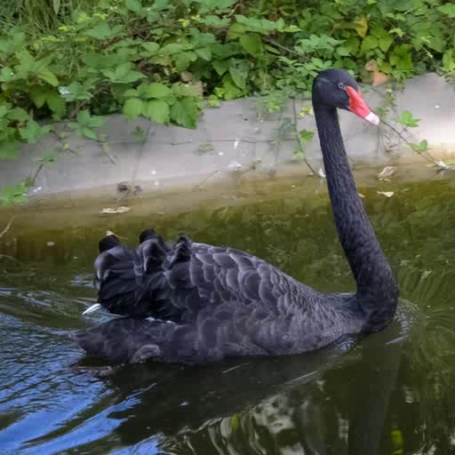 blackswan.png