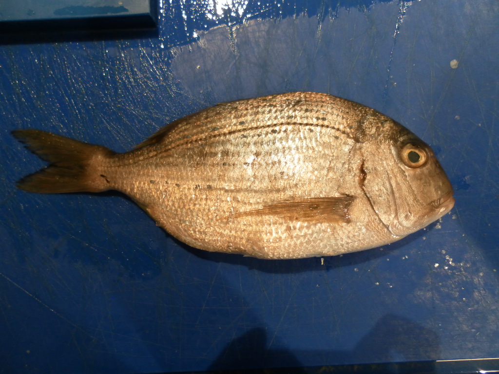 Red_Sea_Bream.JPG