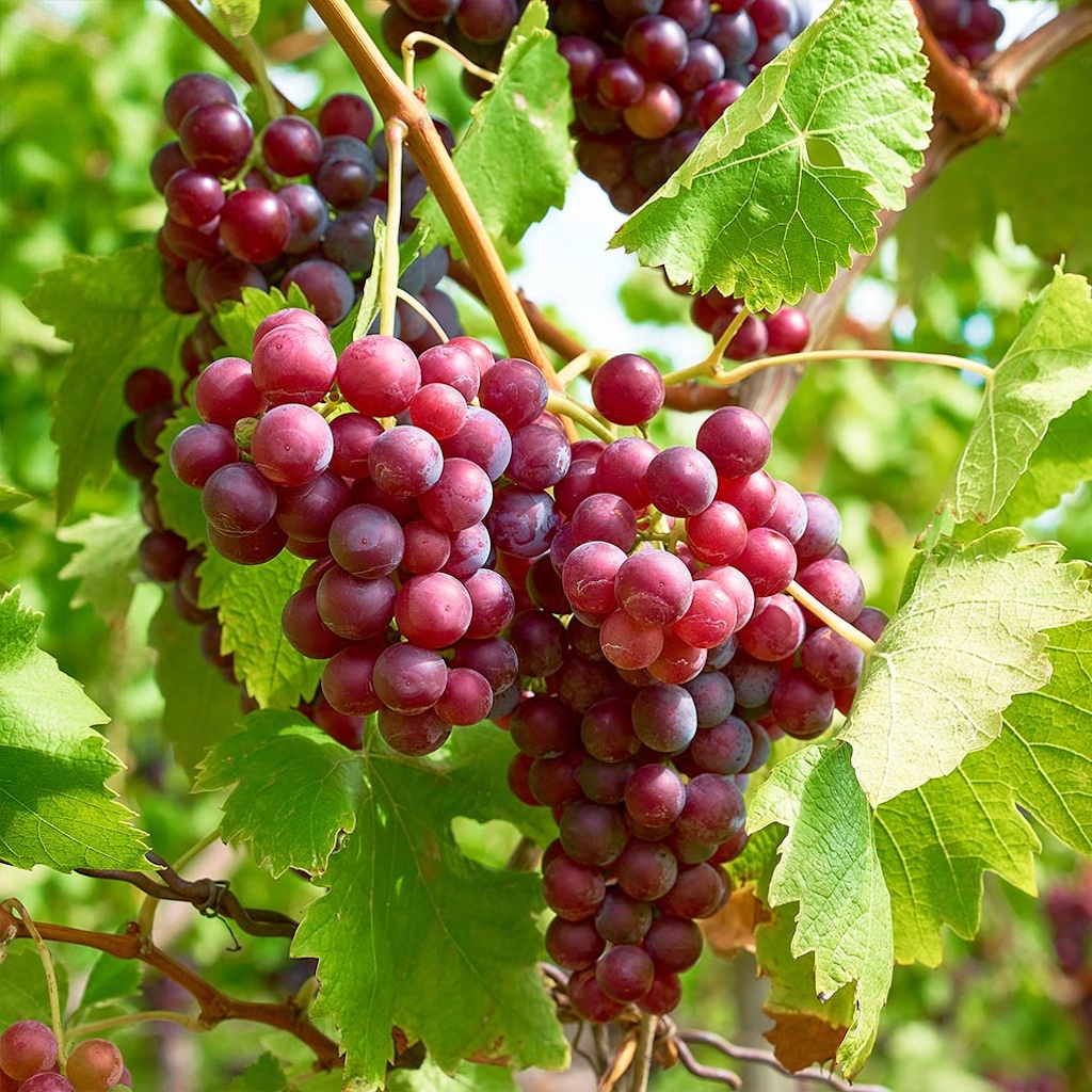 grapes.jpg